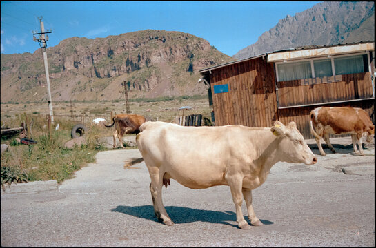 Streets of Gergeti village and its cows