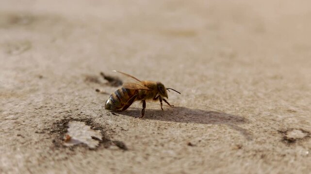 Honey bee resting in warm sunlight on a textured surface. Calm macro scene showing a pollinator absorbing heat and conserving energy.