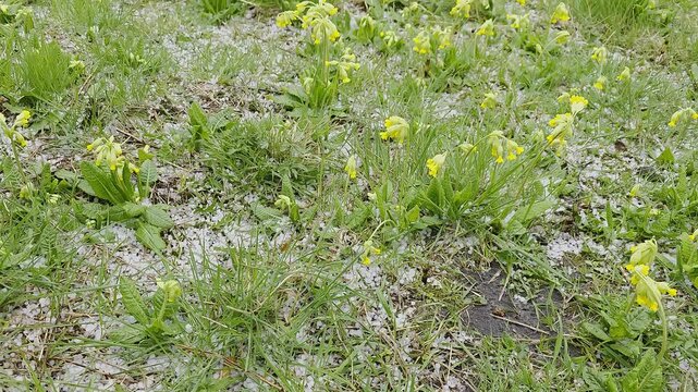 View of a green lawn with blooming yellow cowslip flowers covered with white hail after a spring storm. Dramatic weather changes in nature.