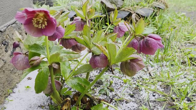 Close-up of purple hellebore flowers being hit by heavy hail during a spring storm in the garden against a concrete wall, concept of nature power and resilience