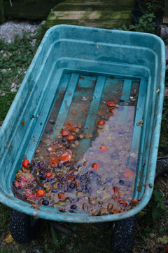 Rotting Fruit in Garden Cart