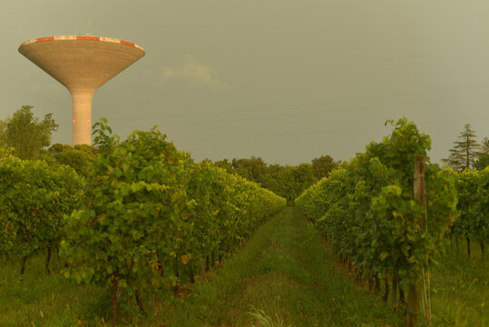 Funnel Water Tower Over Italian Vineyard
