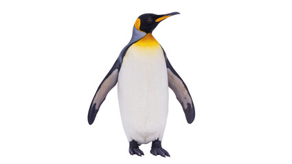 Majestic king penguin with bright yellow chest markings, isolated on transparent background © Maria