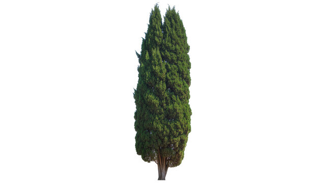 Tall green cypress tree with dense foliage, isolated on transparent background