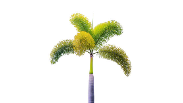 Foliage of a foxtail palm tree with yellow and green leaves, isolated on transparent background