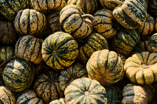 A group of green pumpkins on the farm