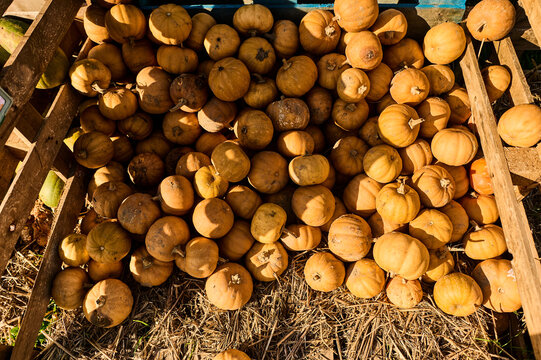 A group of orange pumpkins on the farm