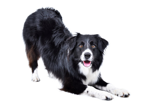 Funny Border Collie dog stretching isolated on white background