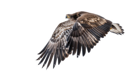 Obraz premium Majestic brown eagle with spread wings in flight, isolated on transparent background