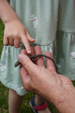 Child Touching Lizard Held by Adult Hands
