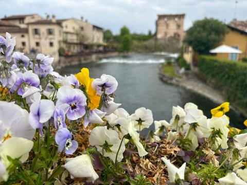 Colorful pansy flowers in the foreground with scenic view of Borghetto sul Mincio medieval village and river, Italy
