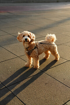 Small curly-haired dog on leash standing in sunlight