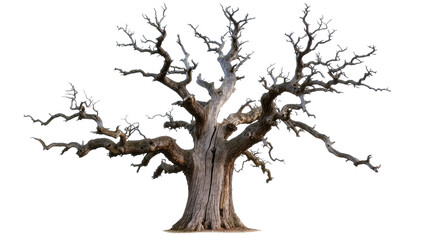 Gnarly ancient dead oak tree with thick gnarled branches, isolated on transparent background © Maria