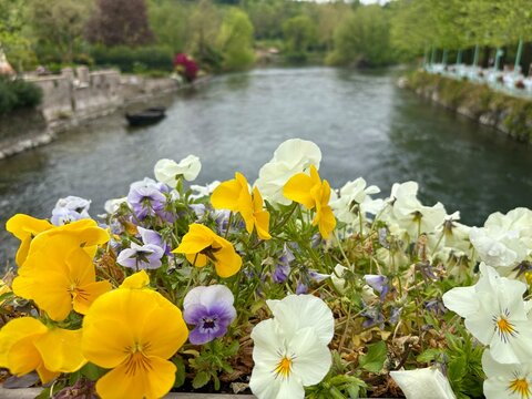 Colorful pansy flowers in the foreground with scenic view of Borghetto sul Mincio medieval village and river, Italy