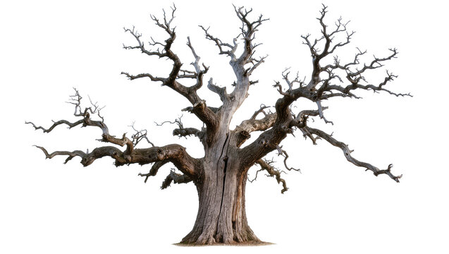 Gnarly ancient dead oak tree with thick gnarled branches, isolated on transparent background