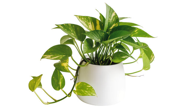 Green pothos plant with variegated leaves in a white pot, isolated on transparent background