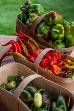 Fresh Peppers in Baskets at a Local Market in Summer