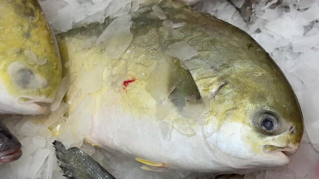 Pompano fish on crushed ice display, close-up view of silver pompano heads resting on shallow ice at seafood counter, chill frost.