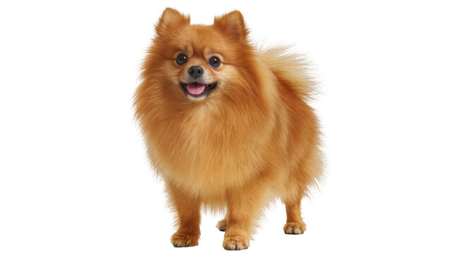 Fluffy orange Pomeranian dog standing, isolated on transparent background