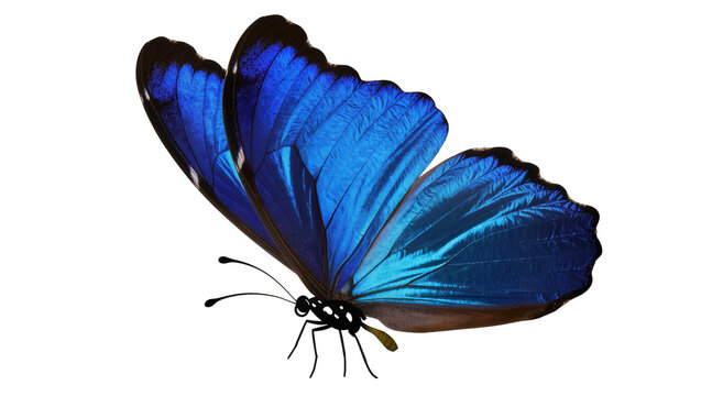Vibrant blue morpho butterfly with detailed wings, isolated on transparent background
