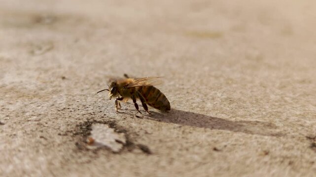 Macro footage of a honey bee regaining energy, moving on a sunlit surface and eventually flying away. Natural pollinator behavior in warm light.