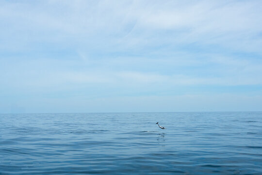 Baby dolphin jumping