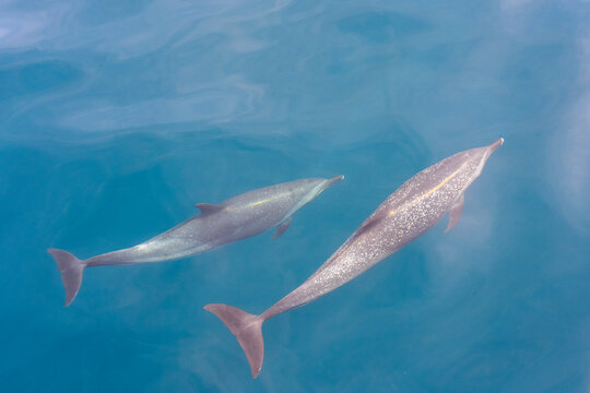 Dolphin underwater from above