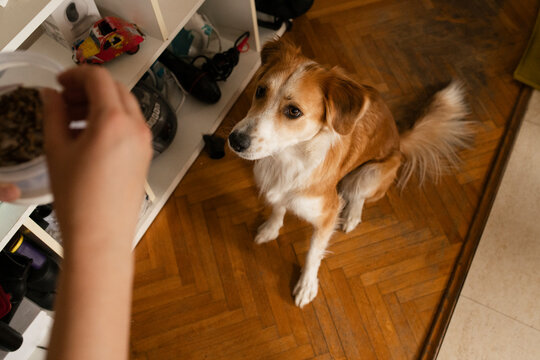Dog sitting patiently indoors during training