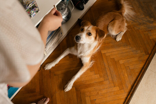 Dog lying on the floor waiting for a treat 