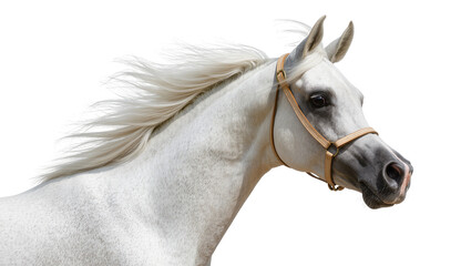 Elegant white Arabian horse with flowing mane and leather halter, isolated on transparent background © Maria