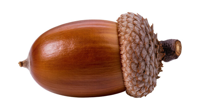 Brown acorn with textured cap, isolated on transparent background