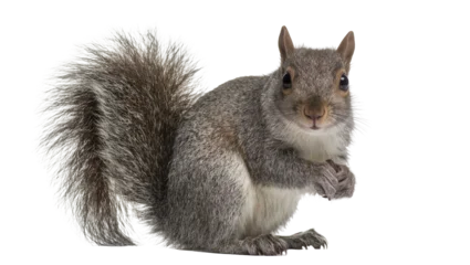 Fototapeten Eichhörnchen Fluffy grey squirrel holding a nut, isolated on transparent background  © Maria