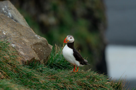 Close up portrait of a puffin on the cliff in Iceland 