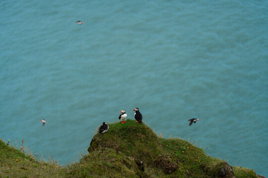 Colony of puffins  on the cliff in Iceland 