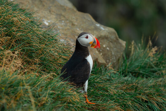 Close up portrait of a puffin on the cliff in Iceland 