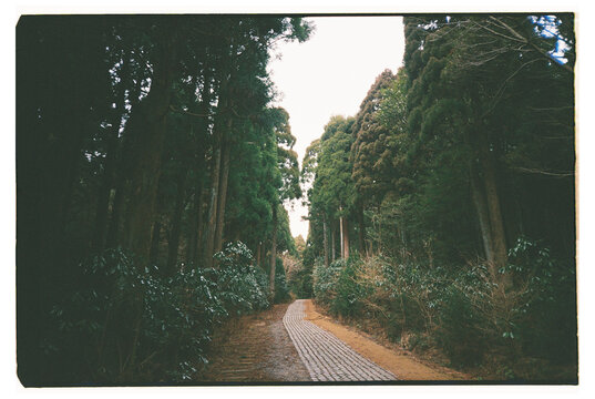 Serene Pathway Through a Lush Green Forest in Early Morning Light