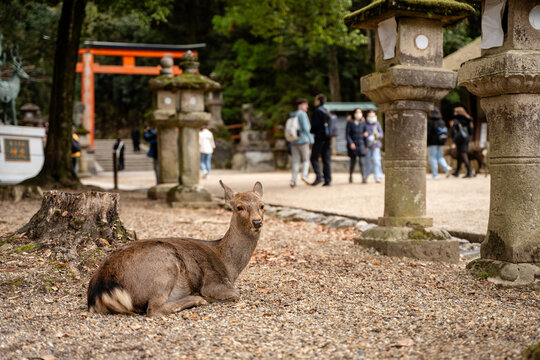 Deer Nara temple, Japan