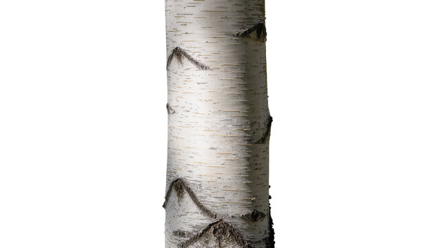 Close-up of textured white birch tree bark with dark markings, isolated on transparent background