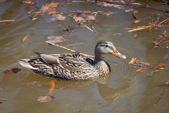 Canard femelle dans l'eau, jour, hiorizontal