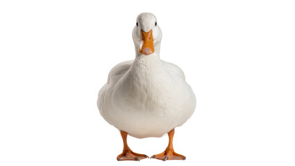 Fluffy white duck with orange beak and feet, isolated on transparent background © Corotaev