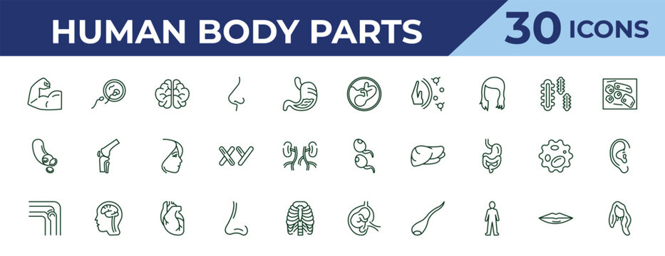outline human body parts icons set - human fetus, blood vessel, bones joint. editable vector for web and mobile ui