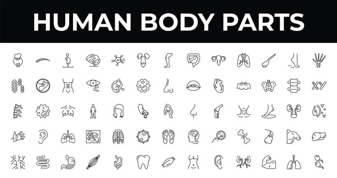 outline human body parts icons set - excretory system, masculine chromosomes, human muscle. editable vector for web and mobile ui