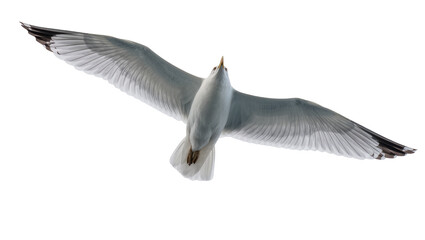 Naklejka premium White seagull with spread wings flying, isolated on transparent background