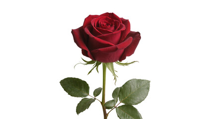 Fototapeta premium Single deep red rose with green leaves, isolated on transparent background