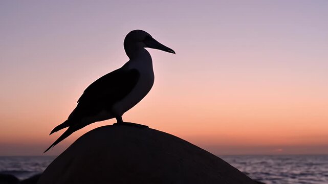 Silhouette of a Seabird Perched on a Rock Against a Vibrant Purple and Orange Sunset Sky Over the Ocean