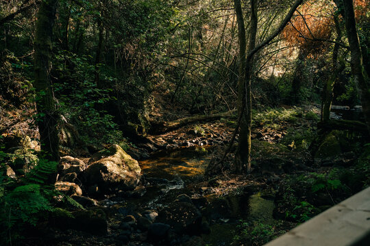 Serene Forest Stream With Lush Greenery in the Afternoon Light