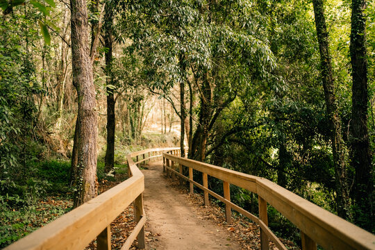 Pathway Through a Serene Forest in Early Morning Light