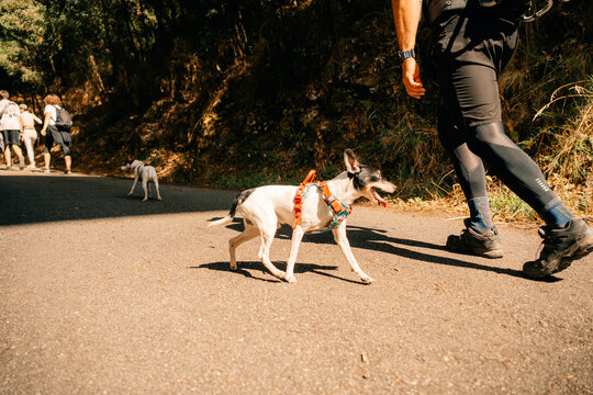 Dogs Accompany Hikers on a Sunny Trail in a Forested Area