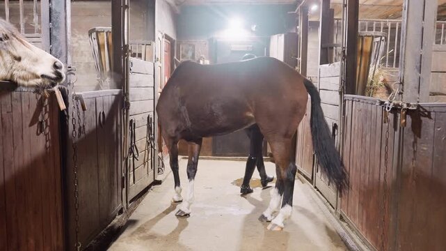 Stable aisle walk with horse handler, person leading bay horse between stalls under overhead light, wooden stall doors, hay glimpses, coordinated stride and calm pacing, training session emphasizing