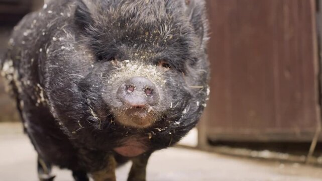 Closeup potbellied pig snout covered in feed, textured muzzle with crumbs and straw, expressive blink and snuffle, warm stable light, intimate macro detail